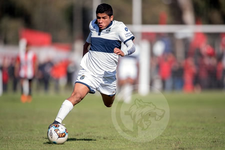 PARDAS ENTRE LOBOS Y HALCONES