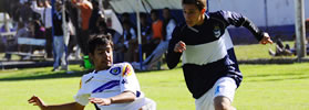 LOBOS Y TIGRES A MANO